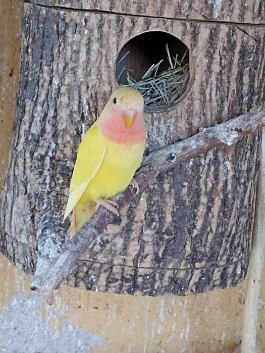 Nierozłączki czerwonoczelne 2025
