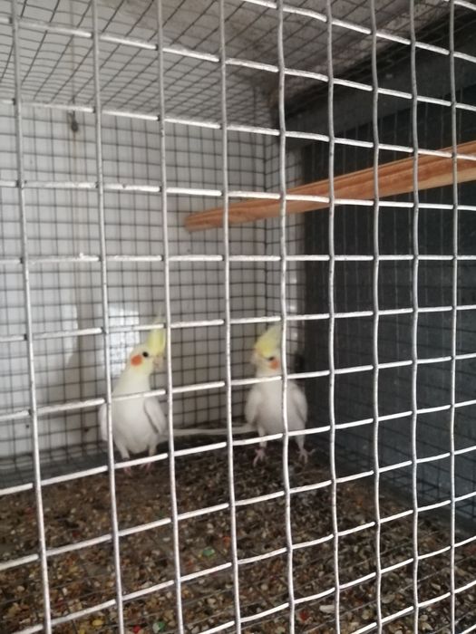 Roseicollis E caturras