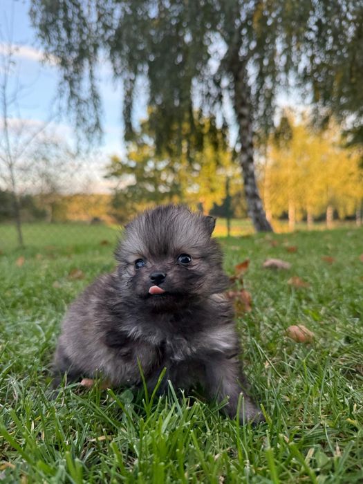 Szpic pomeranian