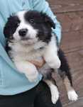 Border Collie Piesek