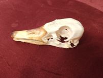 Taxidermy Czaszka Gęsi