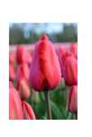 TULIPAN Czerwony 25 szt Cebulki Tulipanów Czerwonych TULIPANY Czerwone