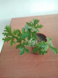 geranium anginka dobrze ukorzeniona 2 sztuki