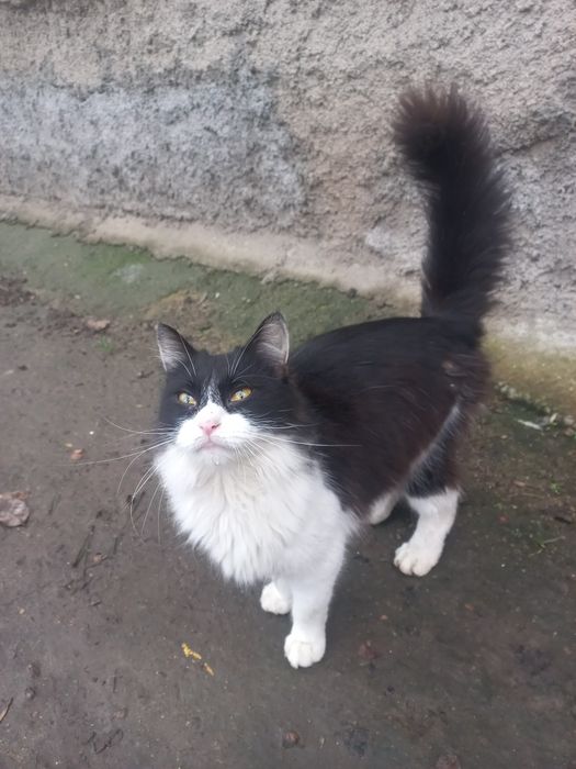 Красуня в добрі руки