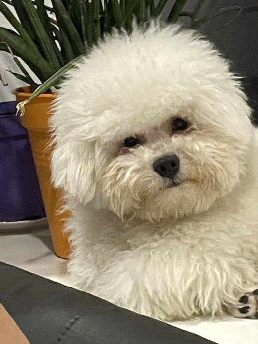 Бішон фрізе КСУ вязка