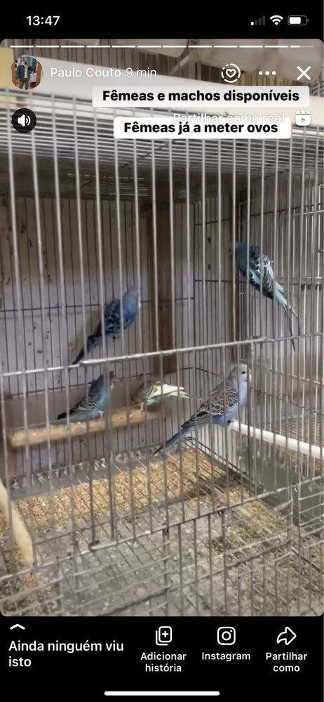 Casais de periquitos de poupa / alcerins disponiveis