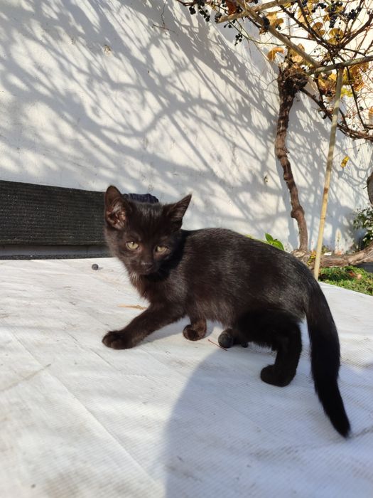 transport pilnie oddam