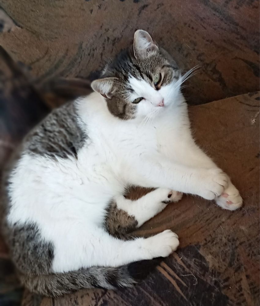 60 Kotów do adopcji.