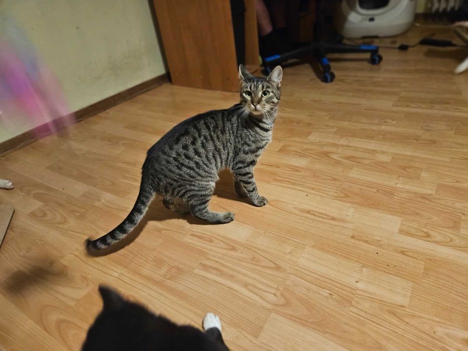 Zozi ,roczny,zna dużego psa