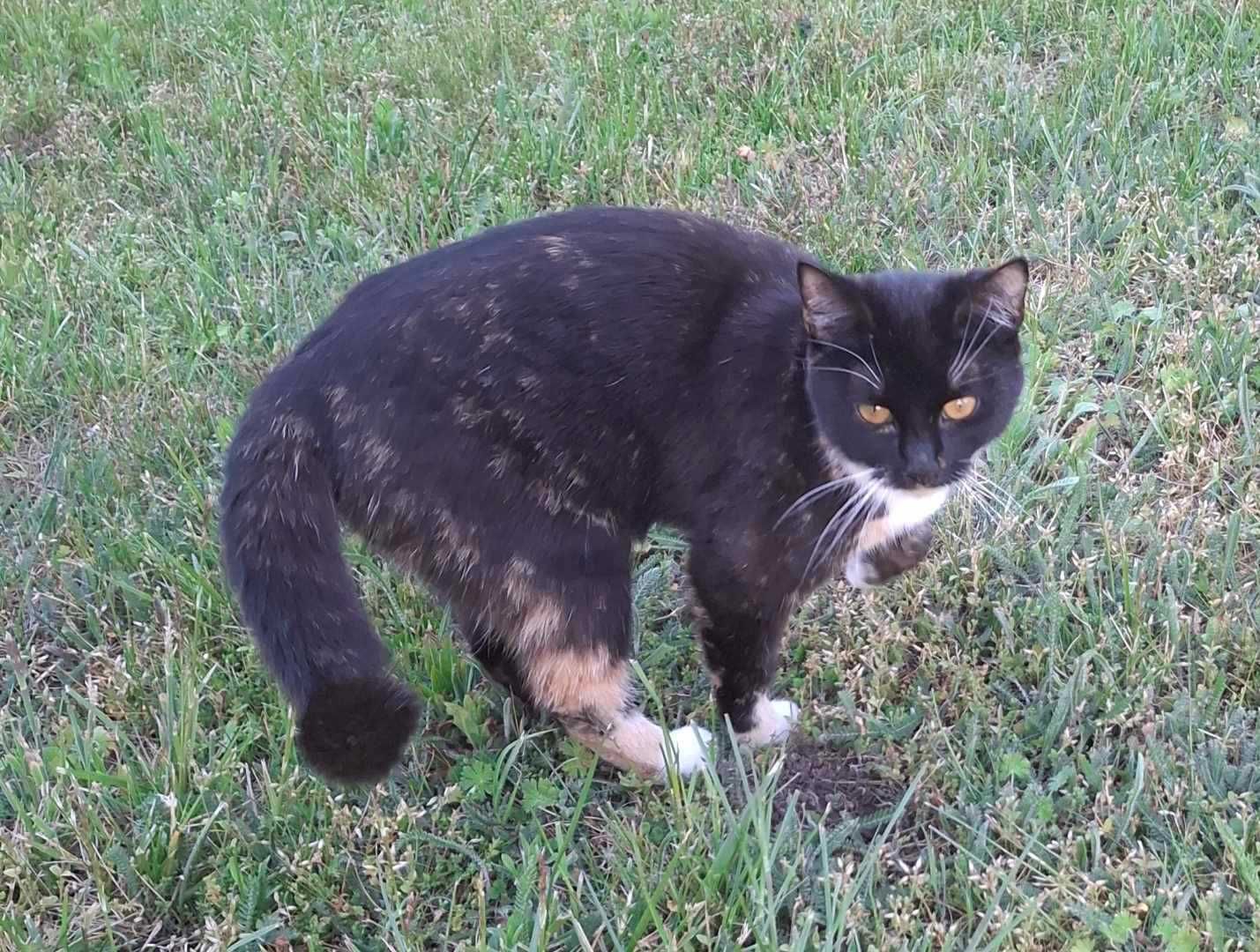 Kot do adopcji pilnej