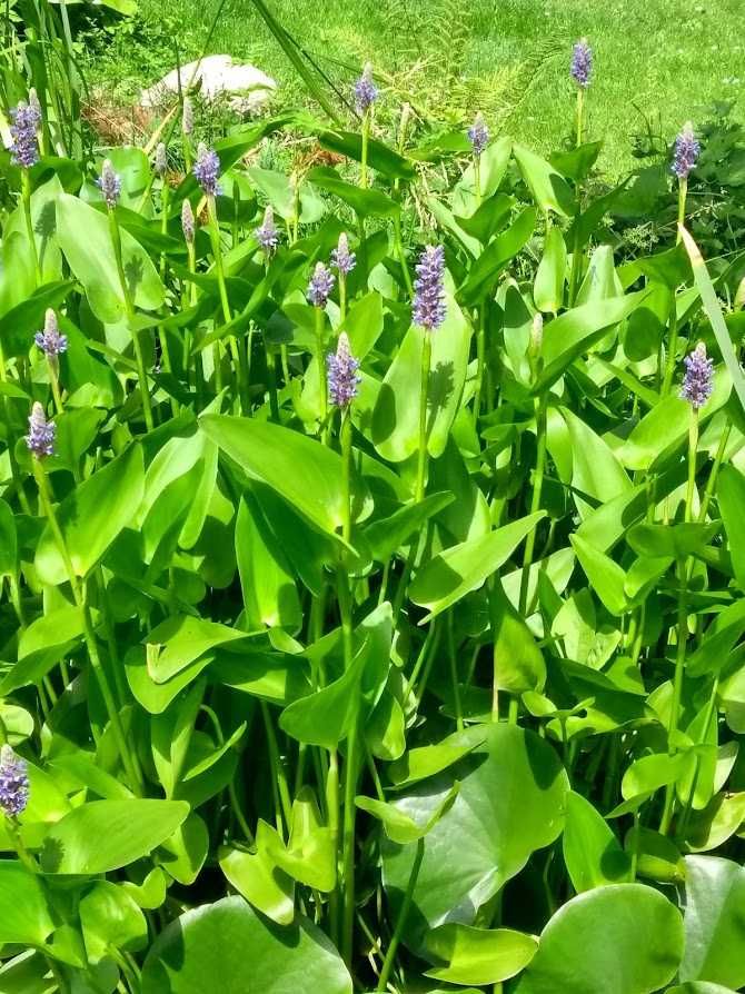 lilie wodne, rozpław sercowaty(Pontederia cordata), bobrek