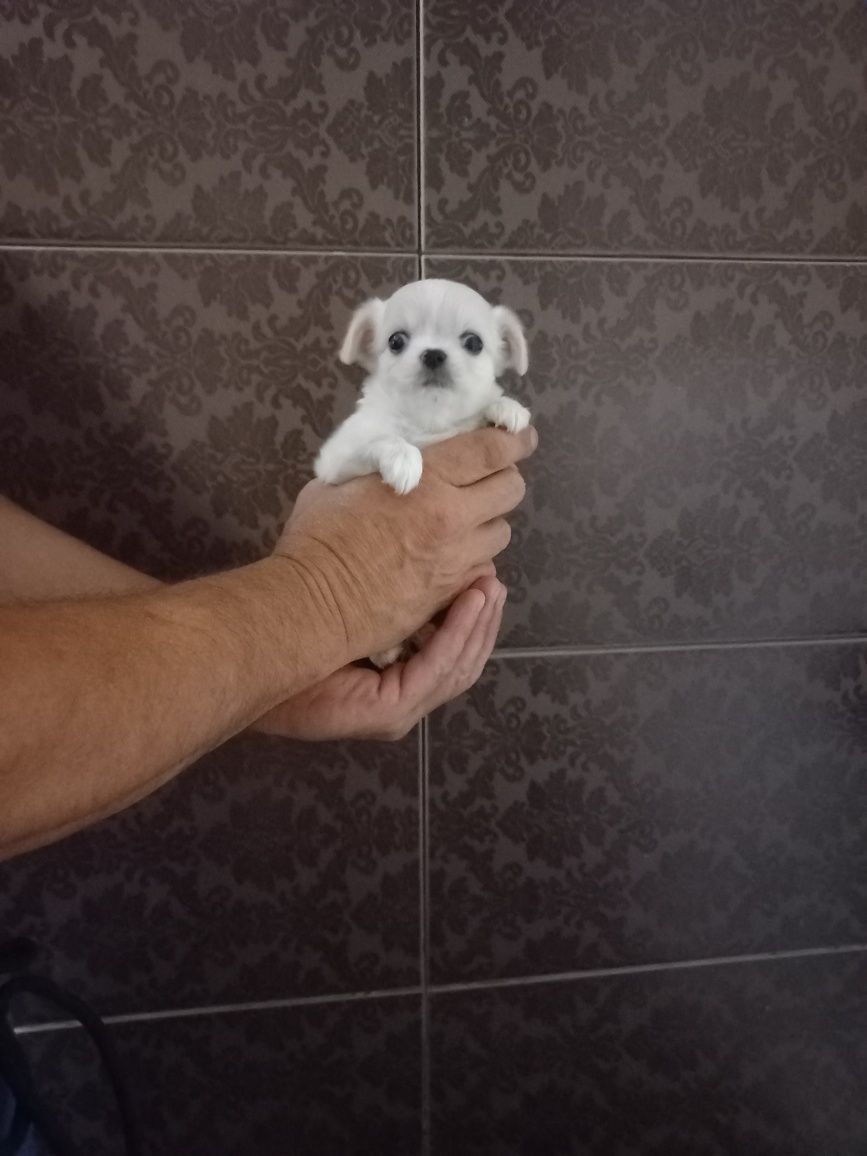 Чихуашки,дітлахи