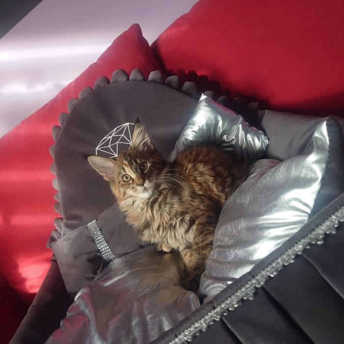 Kotka Maine coon