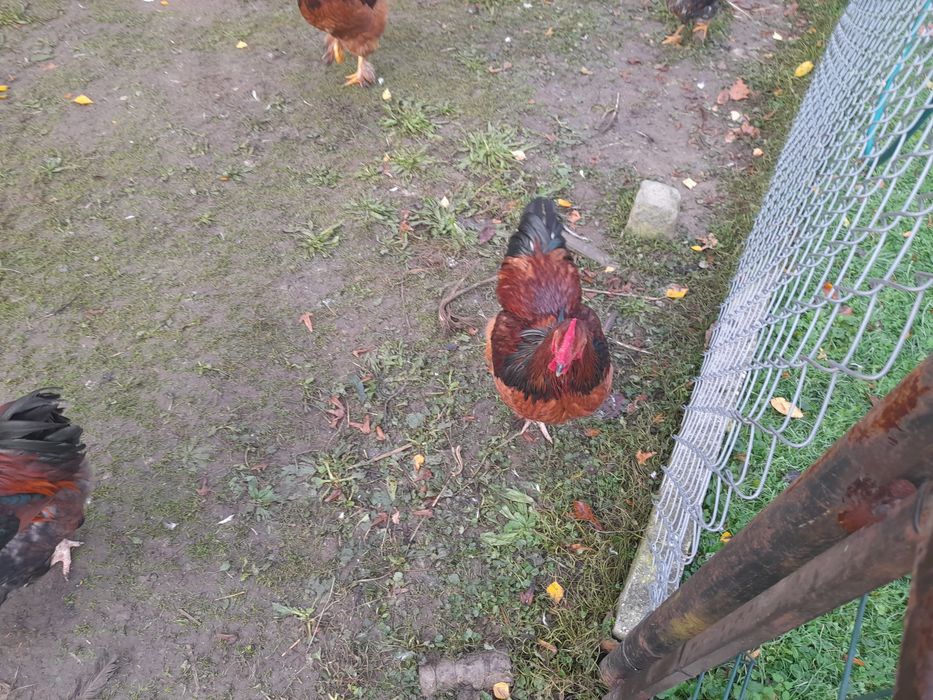 Kogut kochin z maja 2025