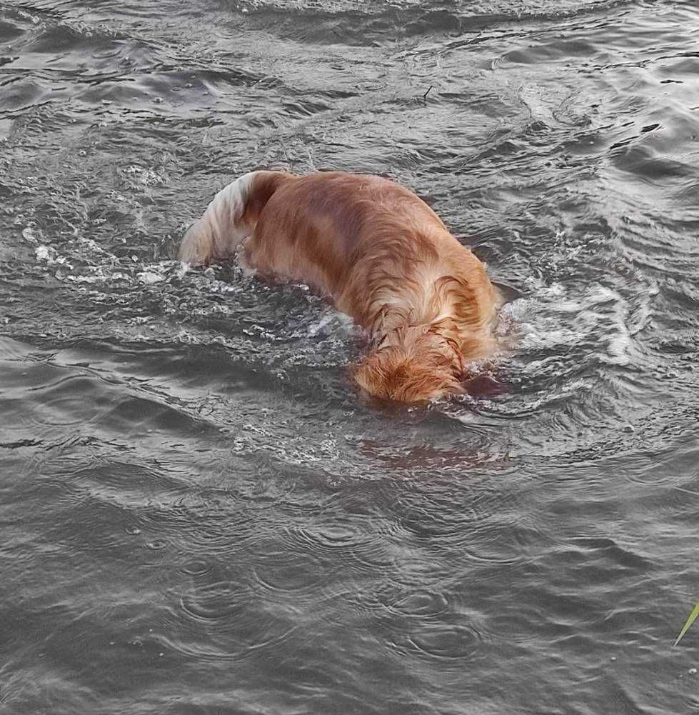 Reproduktor Golden Retriever ZKwP FCI