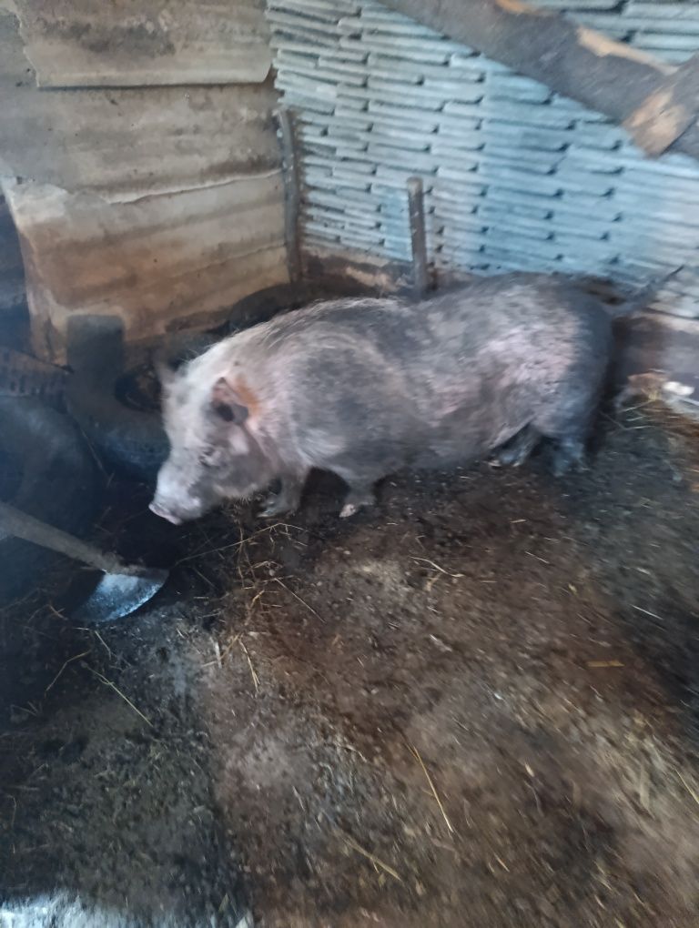 Продам в'єтнамского кнура