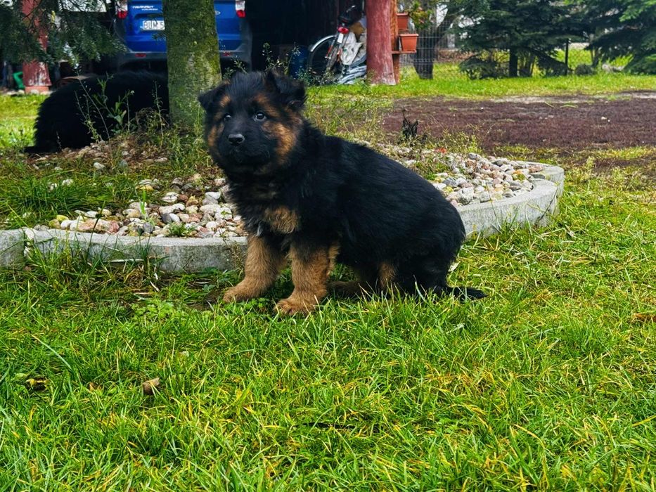 Piesek owczarek niemiecki długowłosy