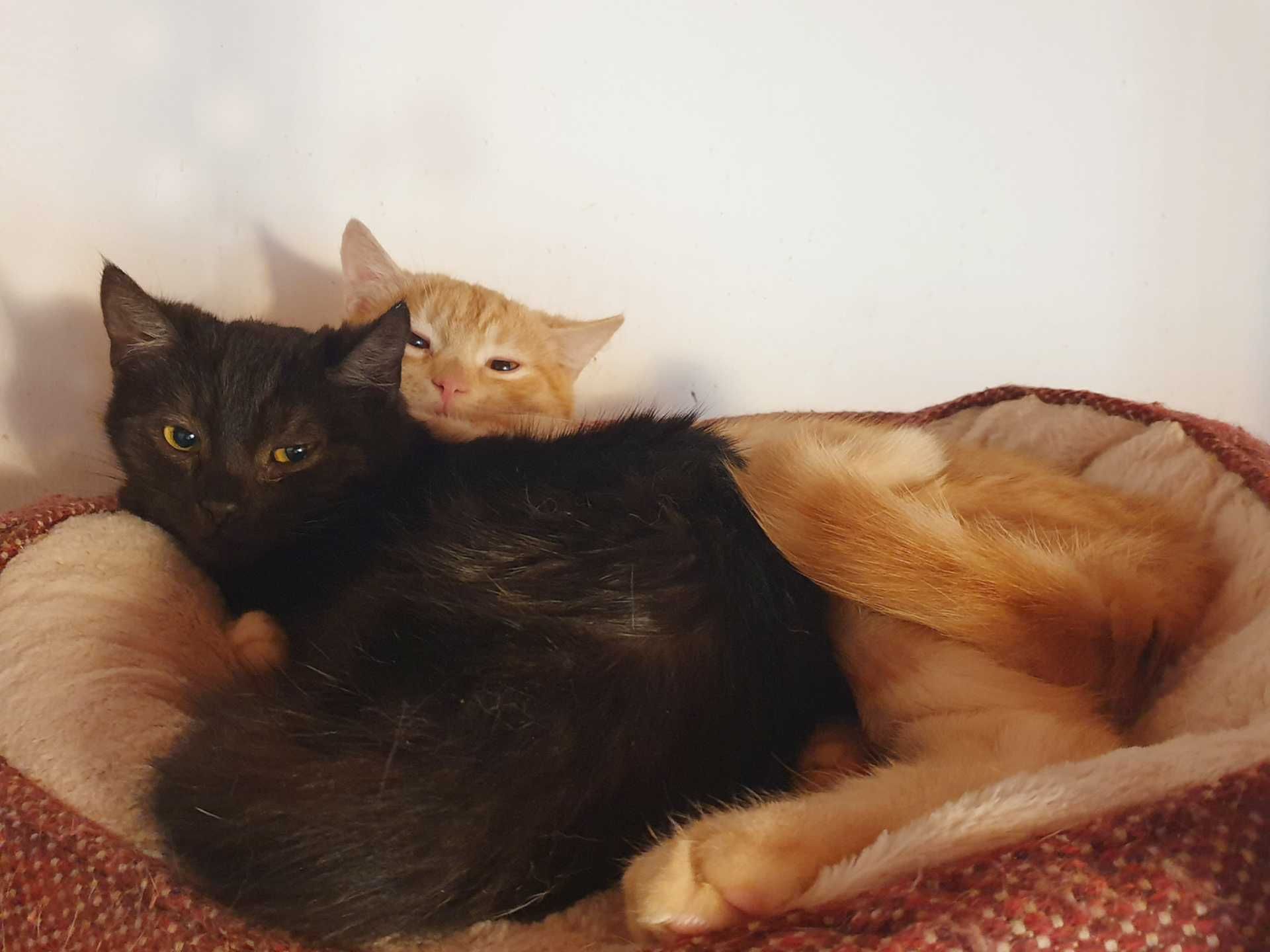 Rogal cudny rudasek do adopcji