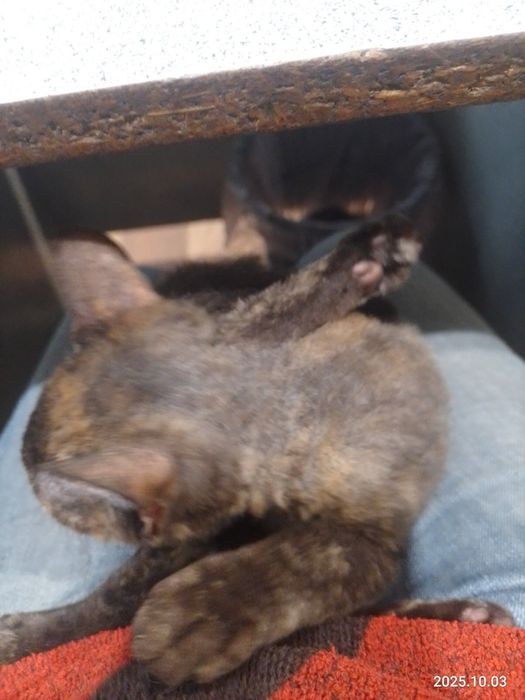 Отдам в хорошие руки кошку Браж