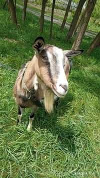 Продам козу Тоггенбурзької породи
