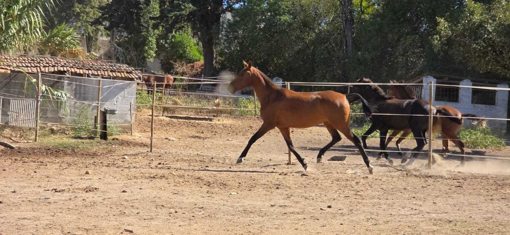 Poldra Lusitana 2 anos Típica