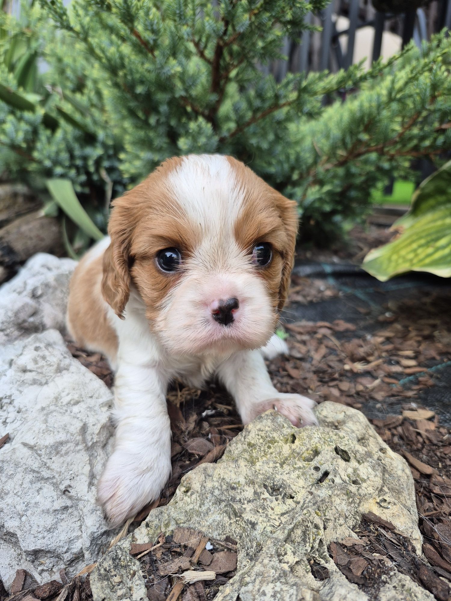 Cavalier King Charles Spaniel