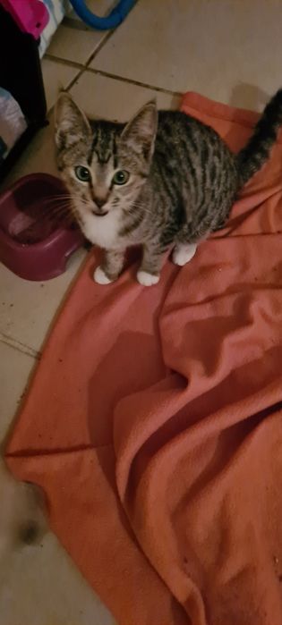 Gatinha 3meses tigrada muito meiga