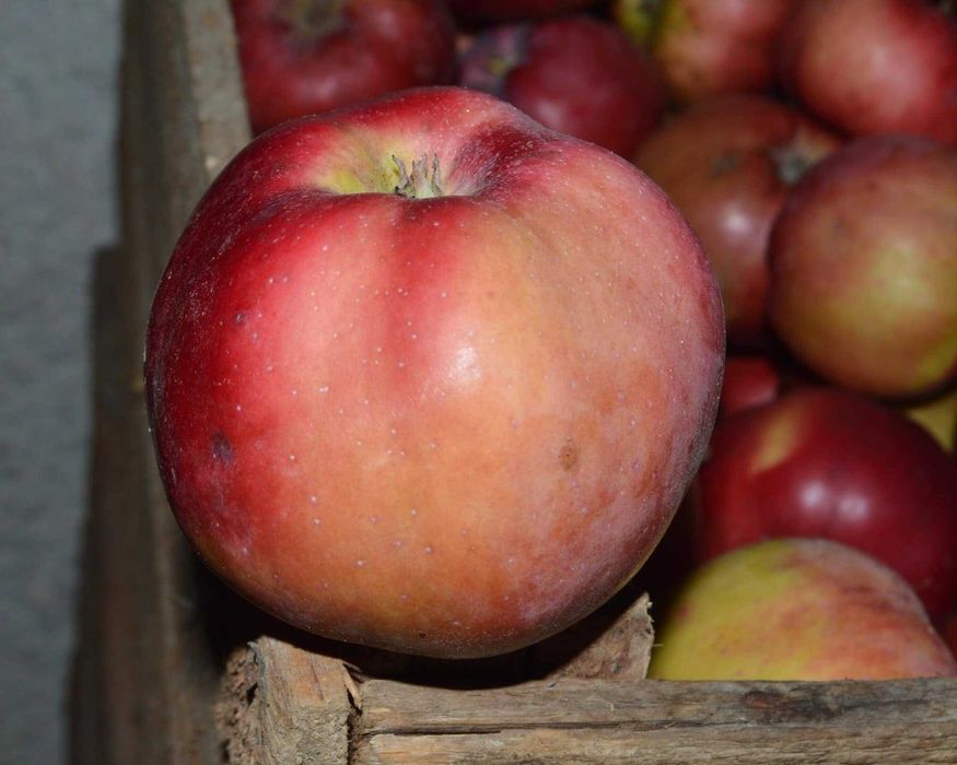 Продам смачні соковиті яблука із власного саду