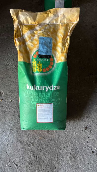 Kukurydza do siewu