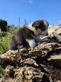 Welsh Corgi Pembroke