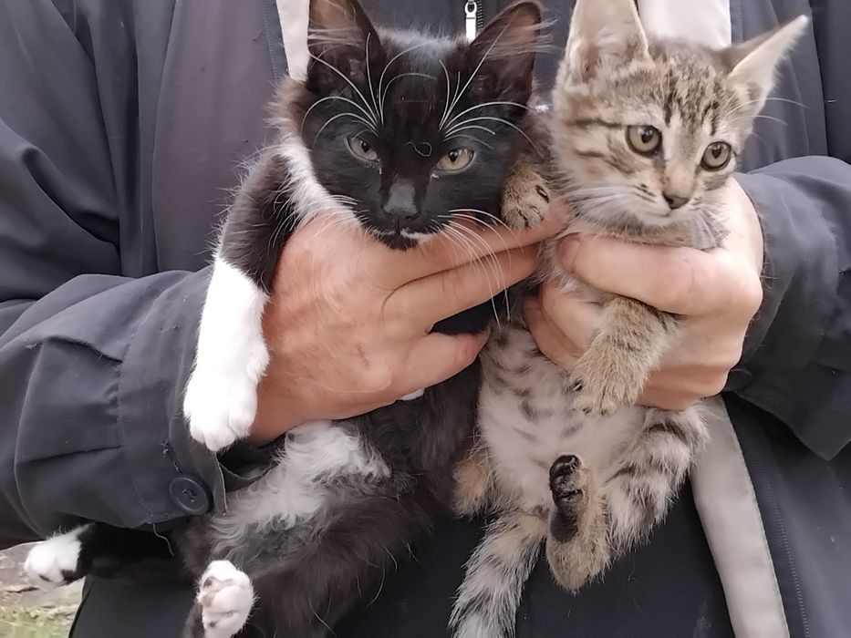 Котята ищут семью. Котенок бесплатно. Кошка. Кот. Котята даром