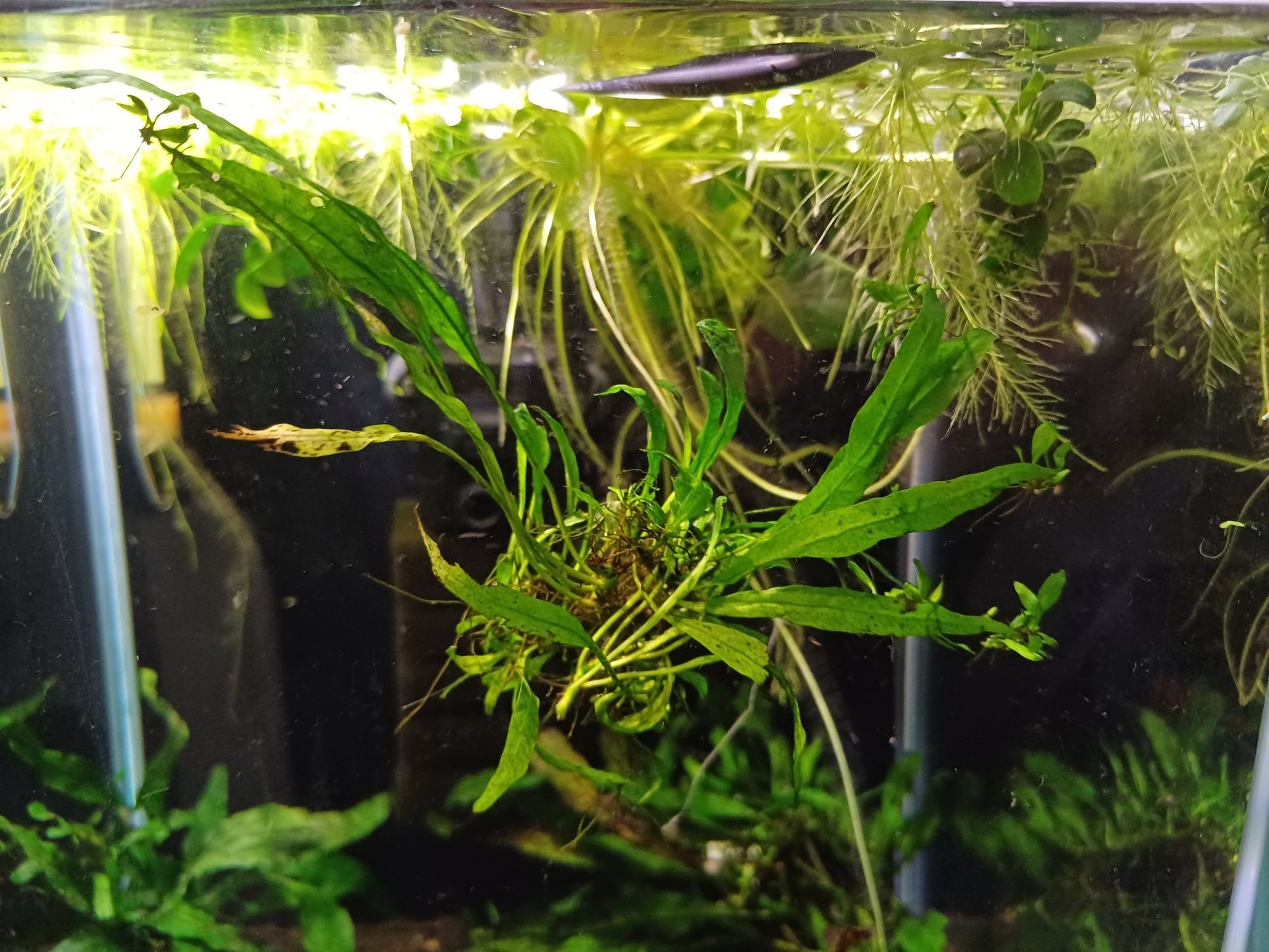 Mikrozorium oskrzydlone