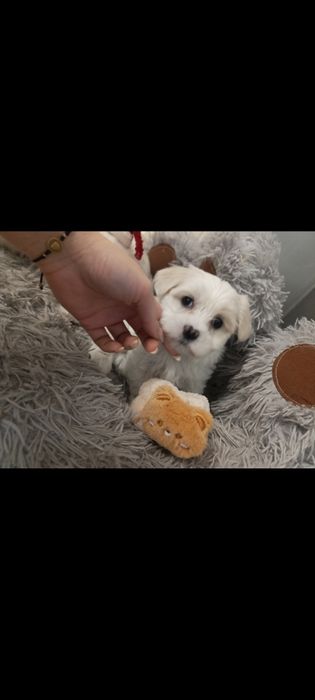 Piesek Maltańczyk z rodowodem