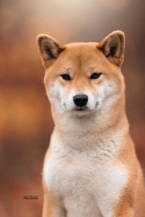 Szczeniak Shiba Inu ZKwP / FCI po Championach