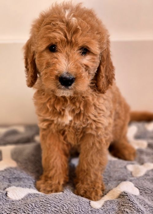 Piesek goldendoodle