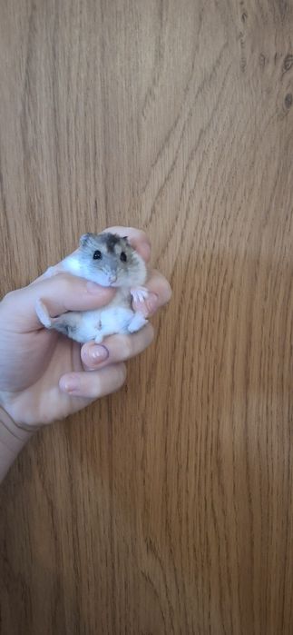 Sprzedam 5 chomików dżungarskich cena do negocjacji