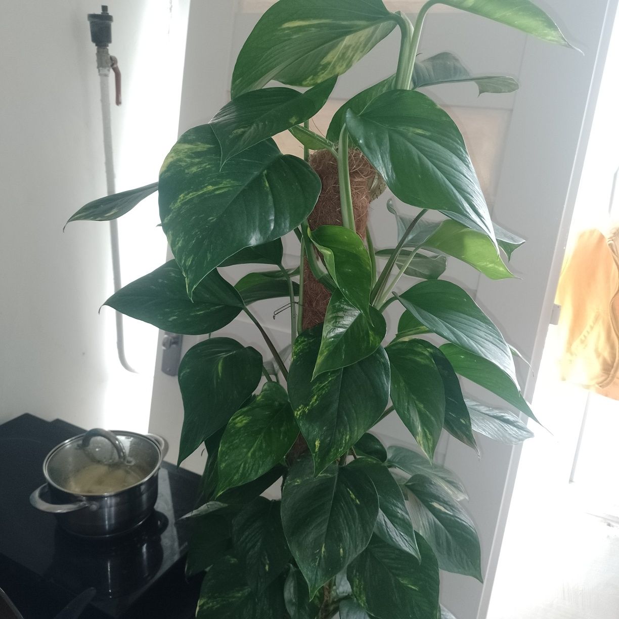 Epipremnum ok 30 cm