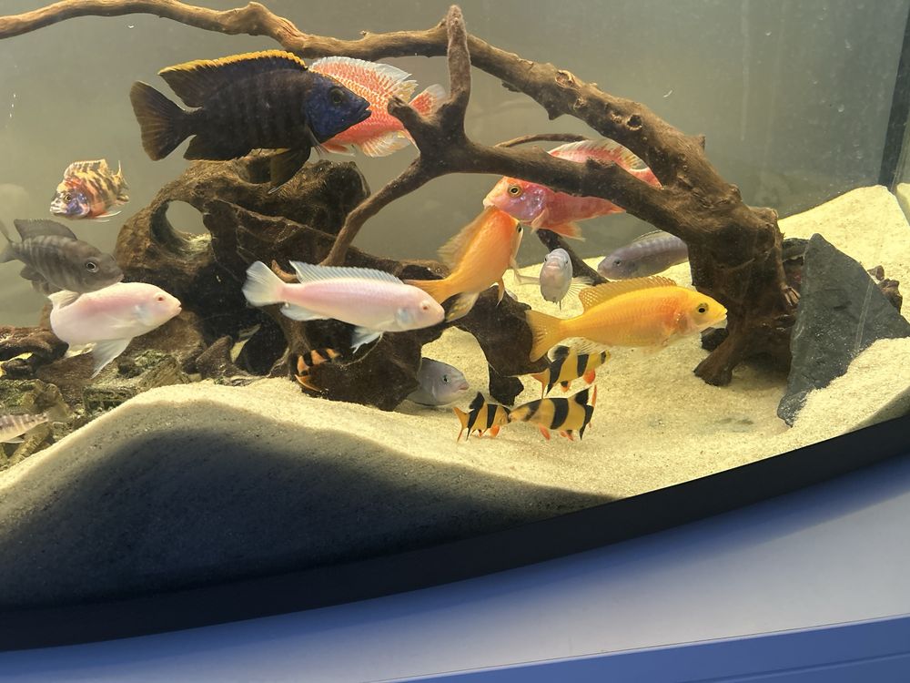 Akawrium 250l  z zyciem