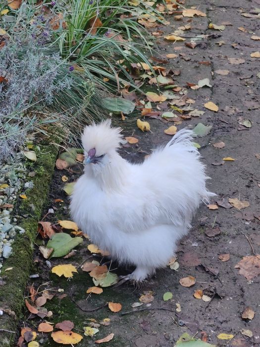 Kogut silka USA, silki, biały, z mają.