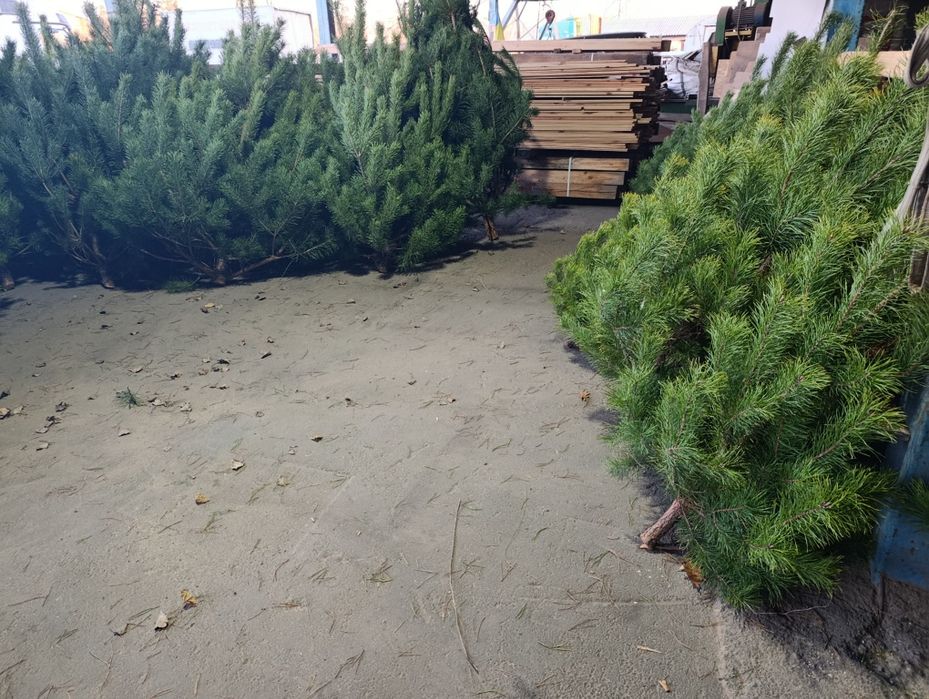 Ялинка новорічна. Роздріб. Новогодняя сосна. Новорічна сосна. Сосна
