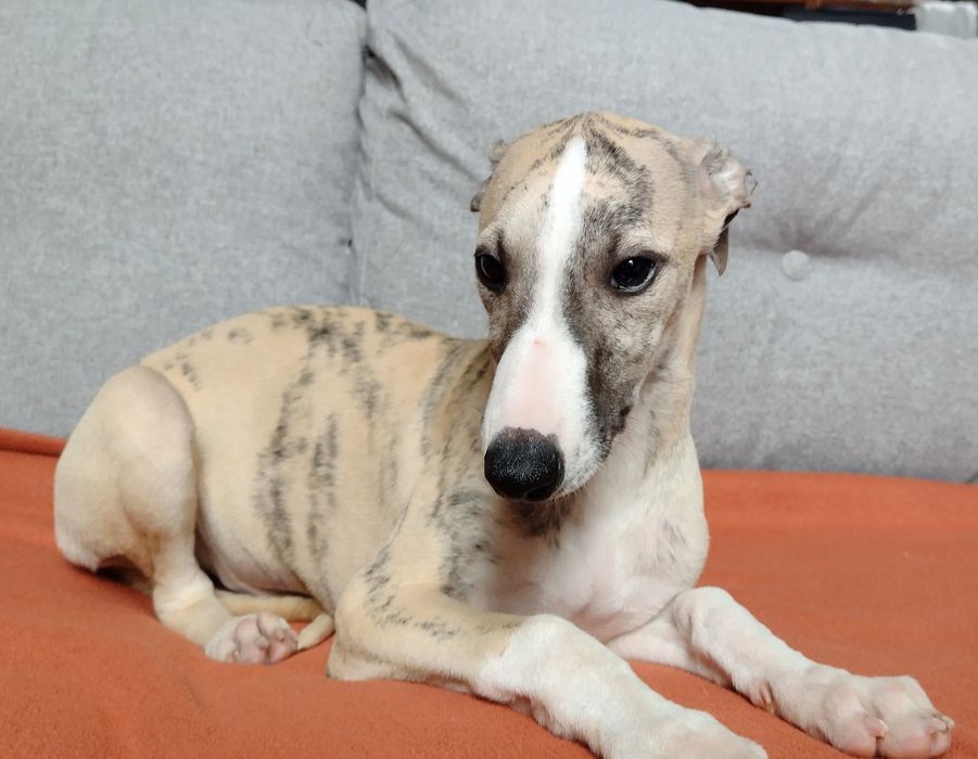 Whippet rodowód ZKwP/FCI