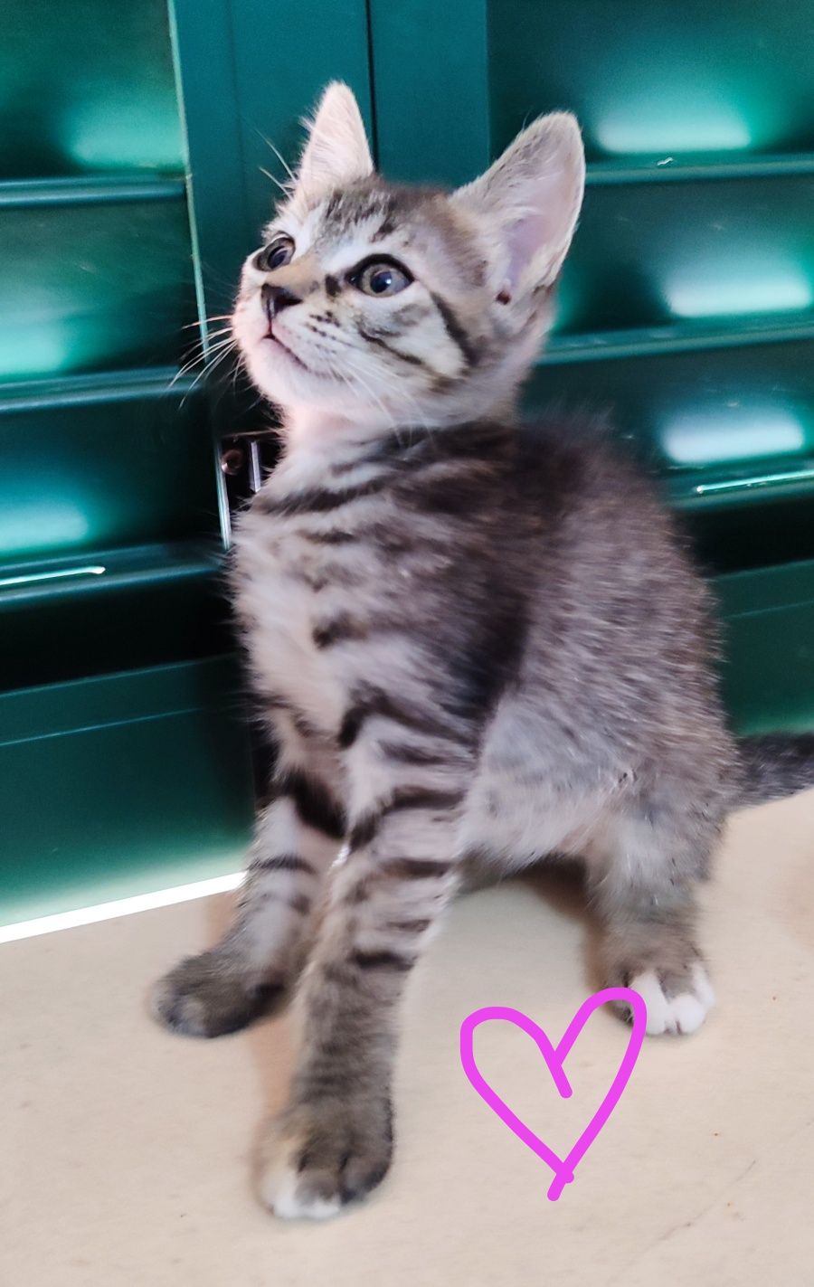 Gatinhos para adoção