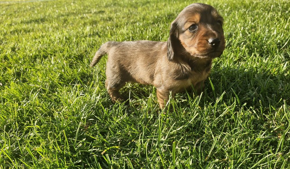Jamnik długowłosy piesek standard