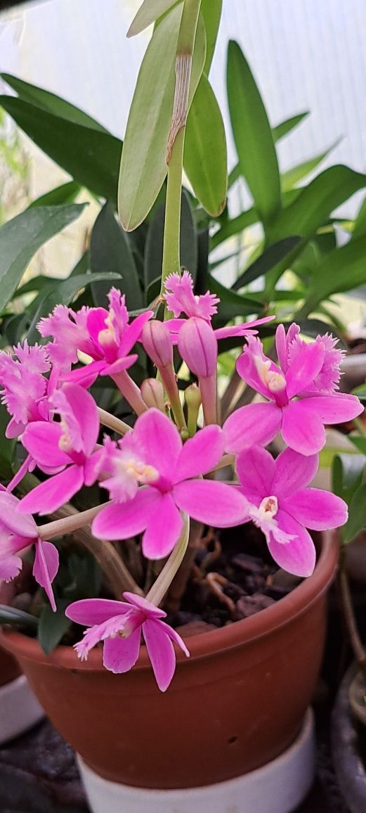 Vendo Orquidea Epidendrum
