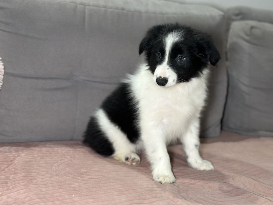 Suczka czarno biała border collie