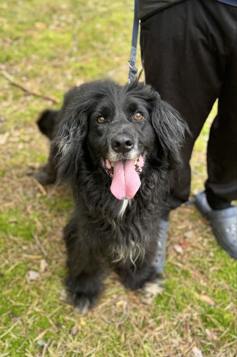 Latami zamknięty w boksie przez zwyrola… pies ideał do adopcji