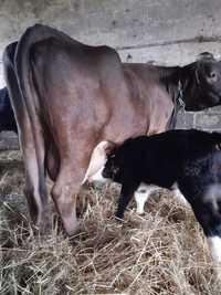 Krowa mleczna z 5 dniowym byczkiem