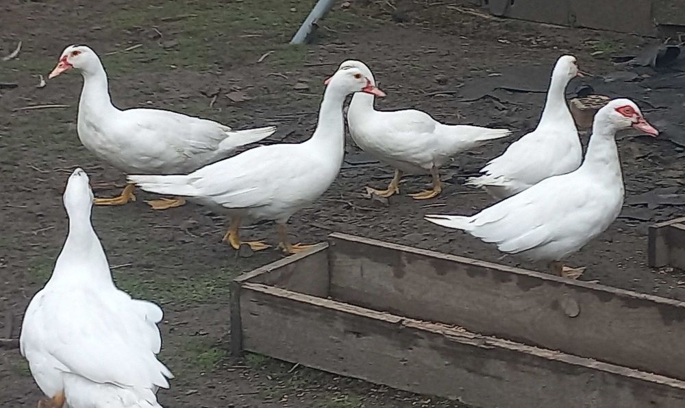 Sprzedam kaczki żywe