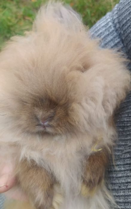 Miniatury króliczków angora i karzełek Tedy