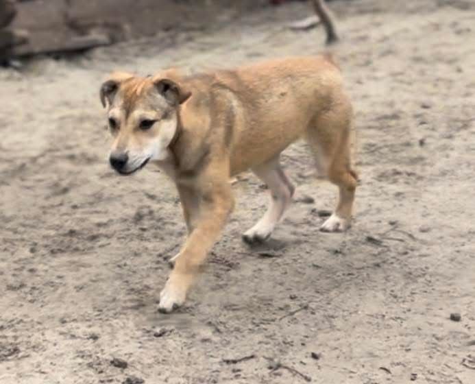 Красивая собака Ласка